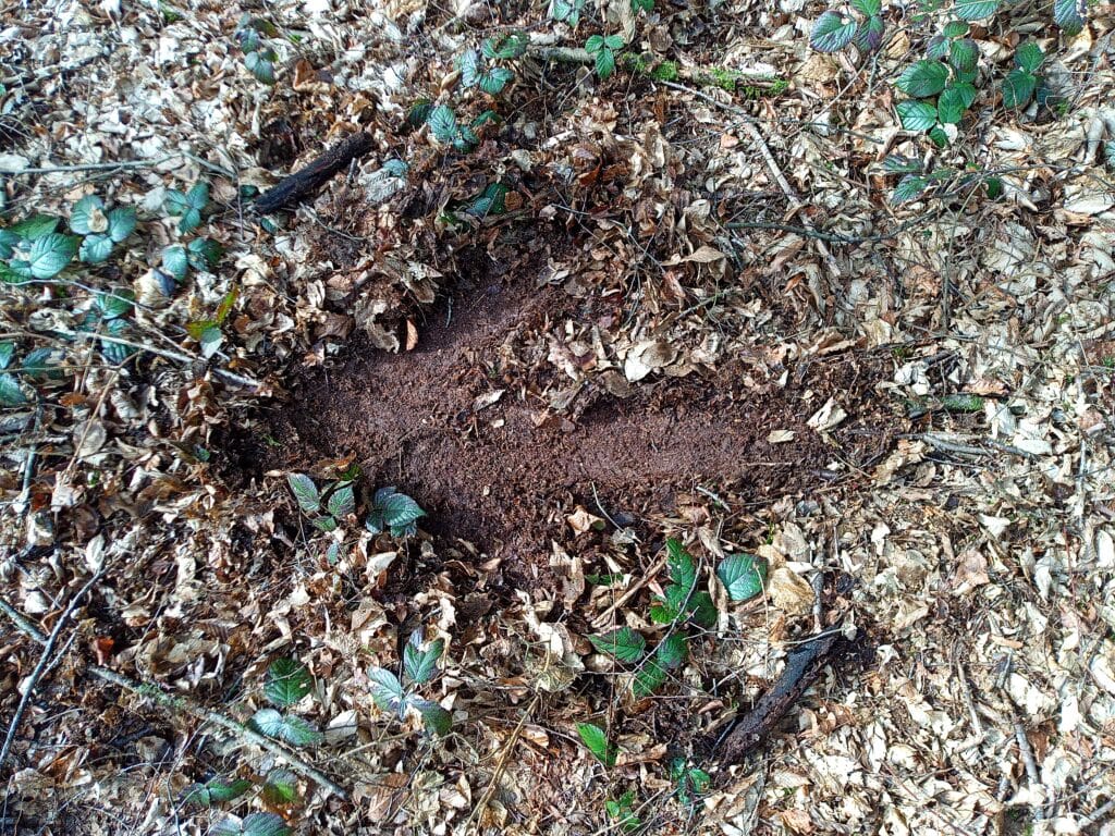 Das Bild zeigt ein Hinweis-Symbol, das auf dem mit Laub bedeckten Waldboden im Kanton Zug angebracht wurde.
