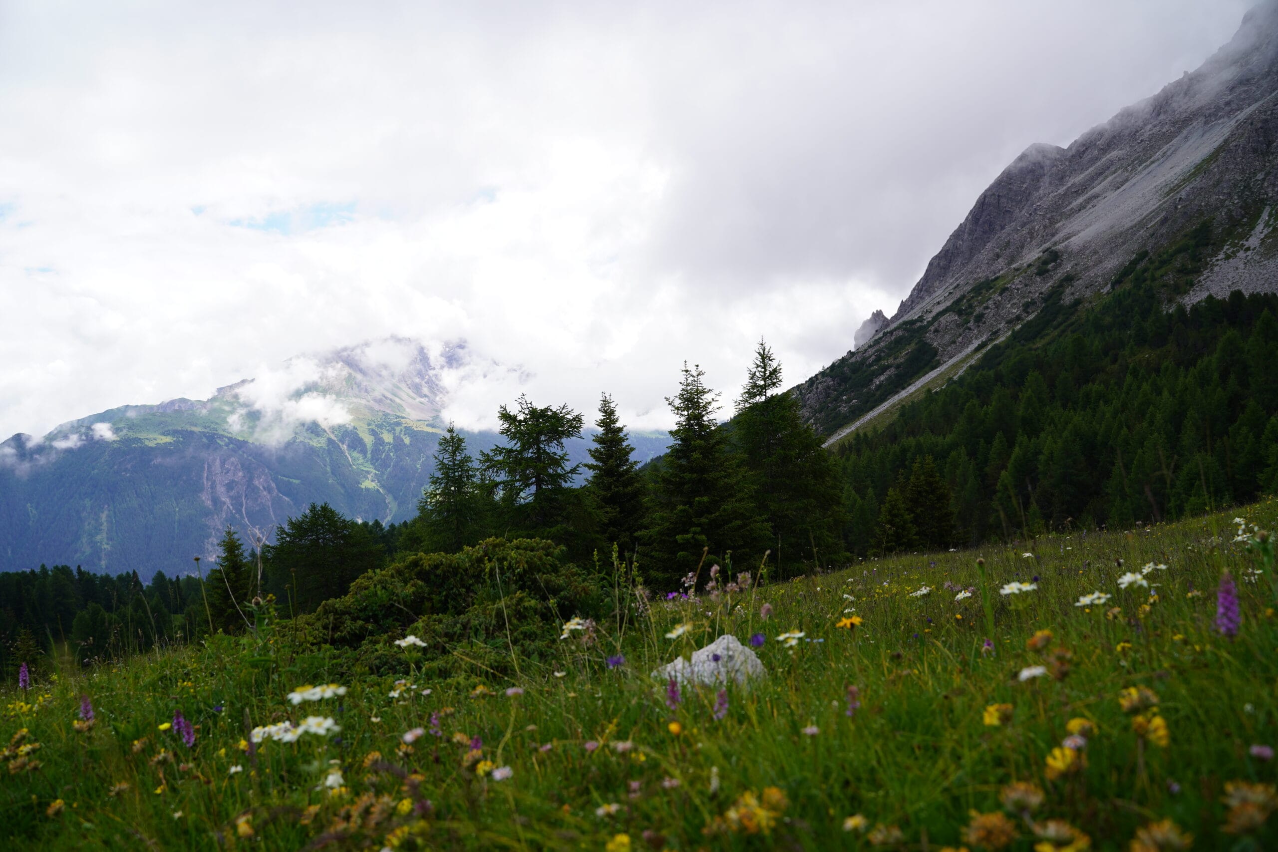 Dieses Bild zeigt eine Wildblumenwiese in den Bergen Graubündens.